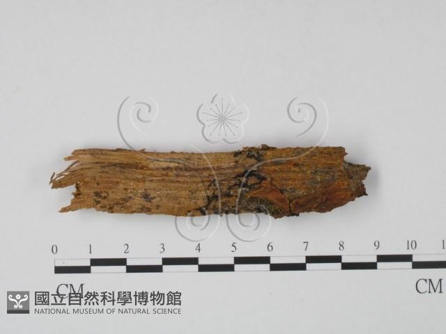 登錄號:F0013909藏品圖，第1張