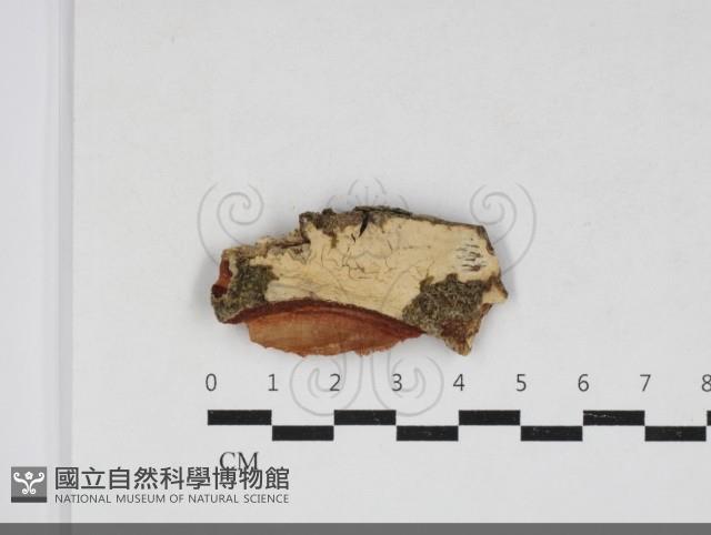 登錄號:F0033909藏品圖，第1張