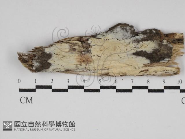 登錄號:F0030609藏品圖，第1張