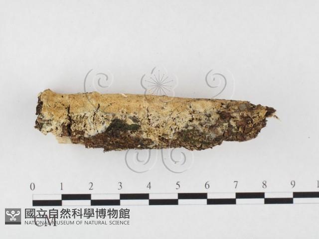 登錄號:F0026609藏品圖，第1張