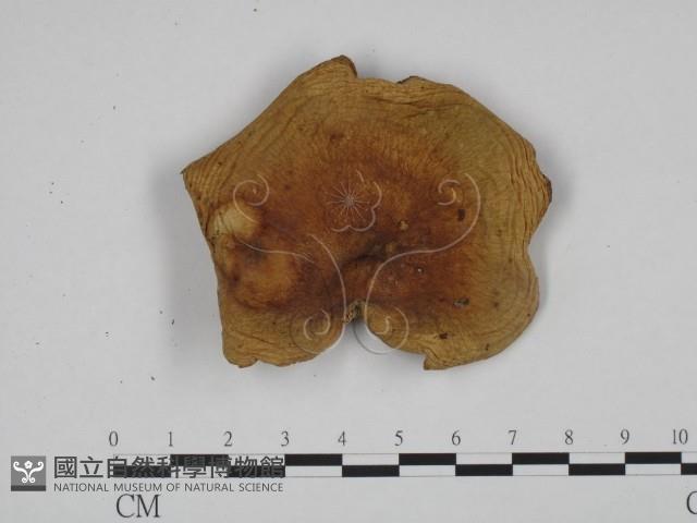 登錄號:F0024609藏品圖，第1張