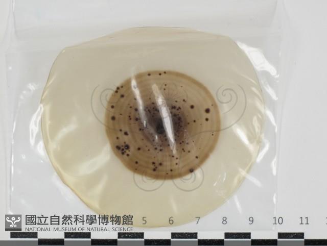 登錄號:F0034609藏品圖，第1張