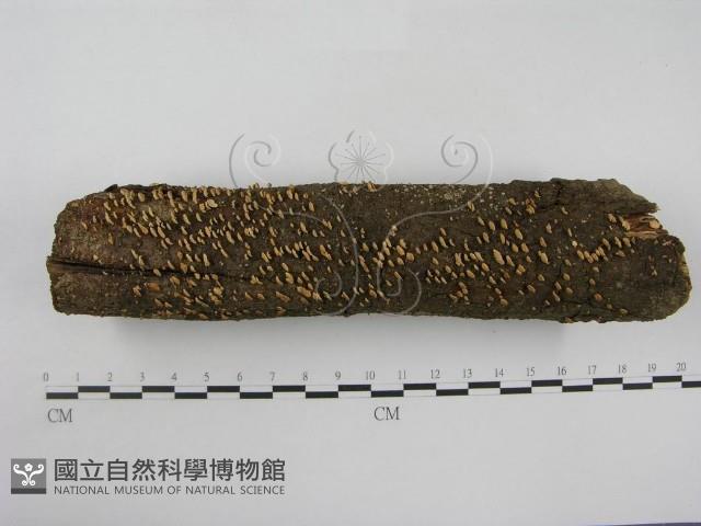 登錄號:F0012609藏品圖，第1張