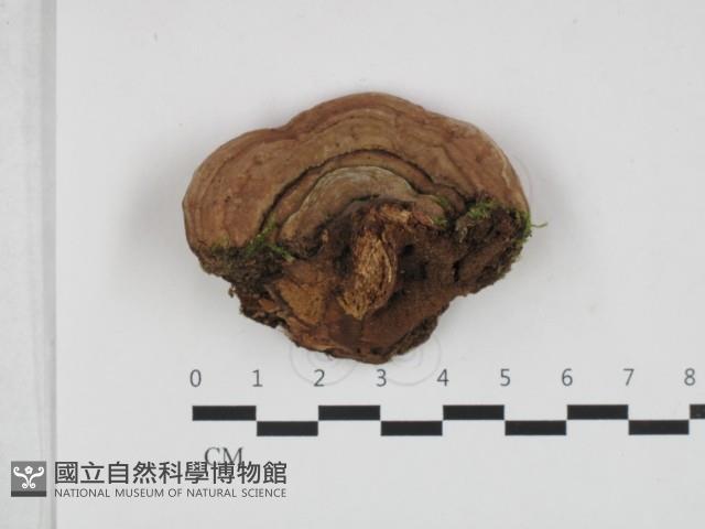 登錄號:F0032609藏品圖，第1張