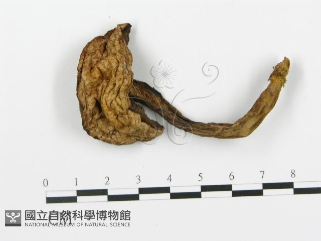 登錄號:F0013609藏品圖，第1張