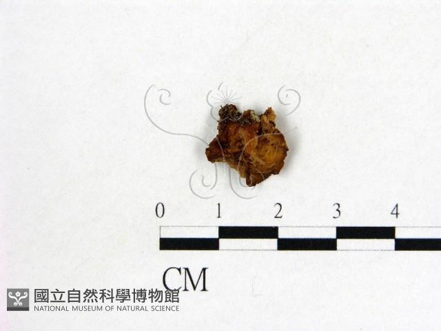 皺木耳藏品圖，第1張