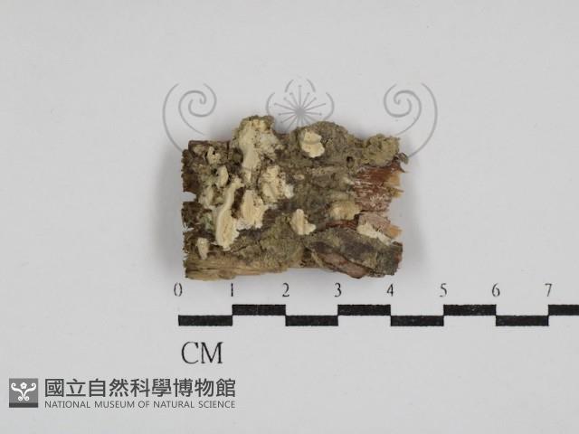 栓菌屬藏品圖，第1張