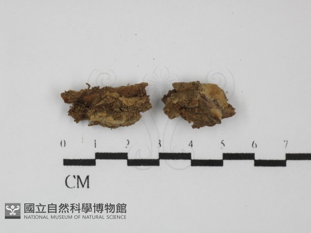 登錄號:F0031409藏品圖，第1張