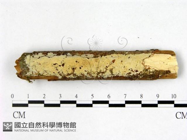 登錄號:F0022409藏品圖，第1張