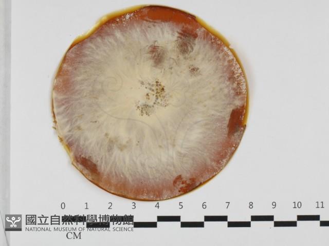 登錄號:F0032409藏品圖，第1張