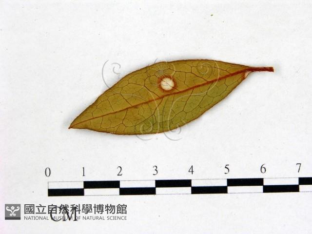 登錄號:F0020709藏品圖，第1張
