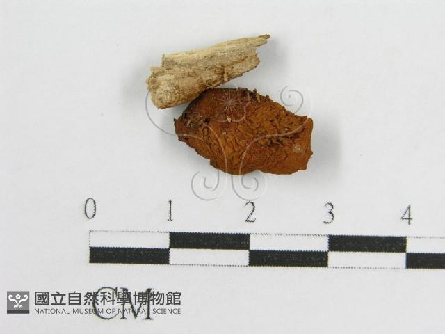 登錄號:F0010709藏品圖，第1張