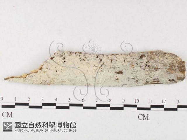 冇骨消絲齒菌藏品圖，第1張