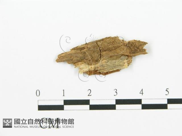 登錄號:F0016709藏品圖，第1張