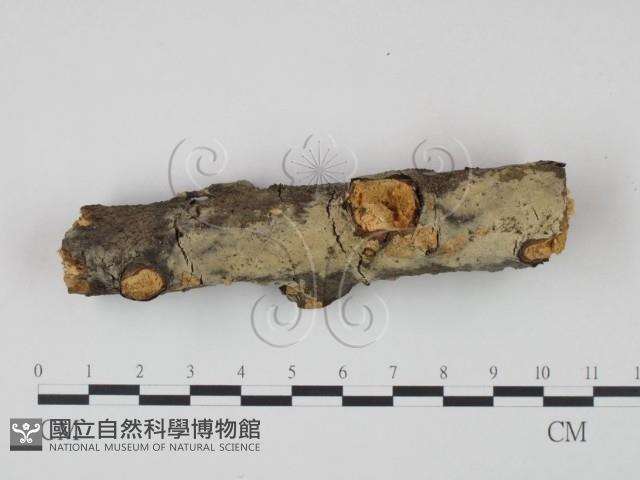 剛毛絲皮菌藏品圖，第1張