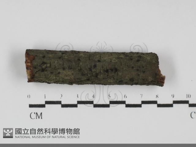 登錄號:F0031709藏品圖，第1張
