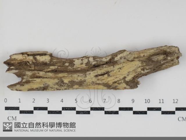 登錄號:F0034709藏品圖，第1張