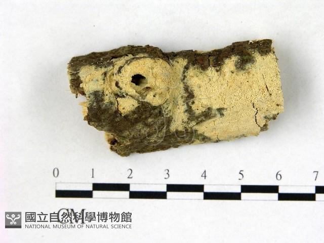 絲齒菌屬藏品圖，第1張