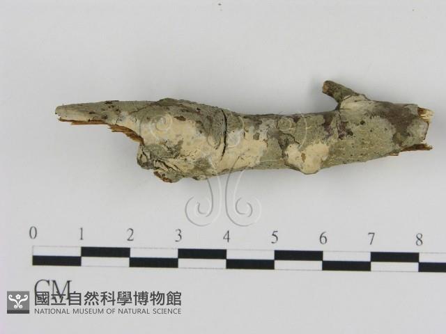 登錄號:F0002709藏品圖，第1張