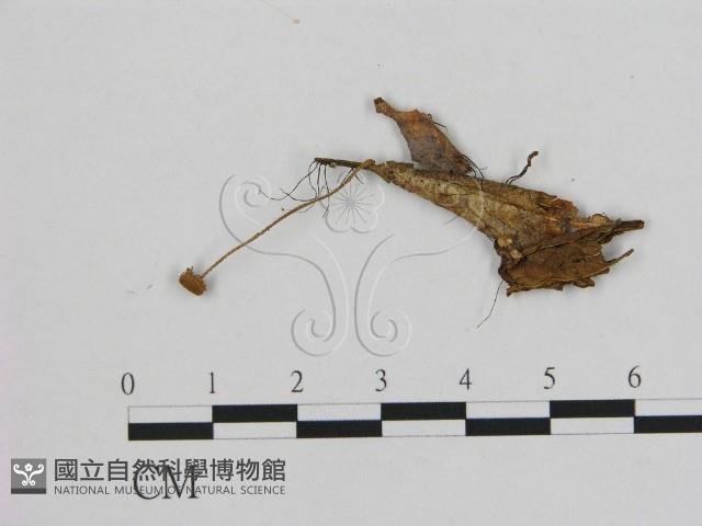 小皮傘屬藏品圖，第1張