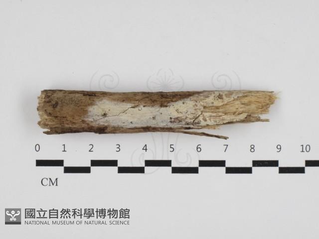 登錄號:F0032709藏品圖，第1張