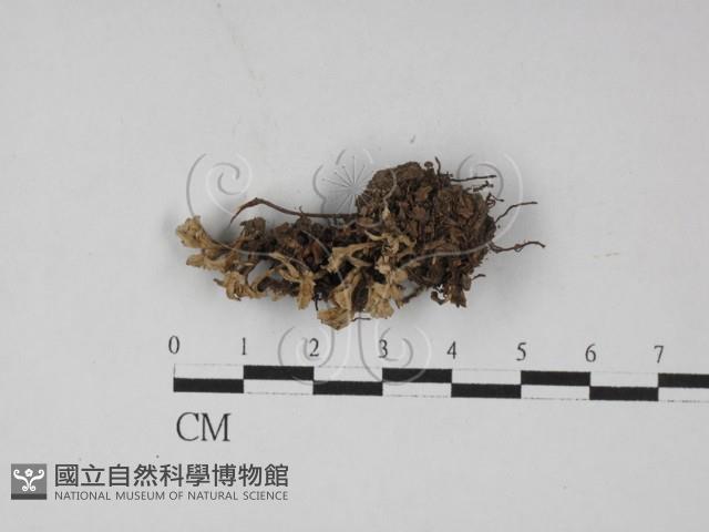 革菌屬藏品圖，第1張