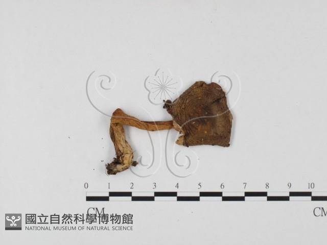 紅菇屬藏品圖，第1張