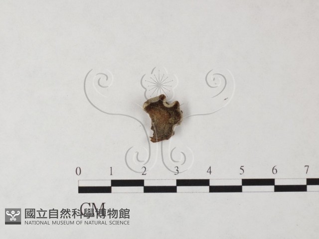 登錄號:F0023709藏品圖，第1張