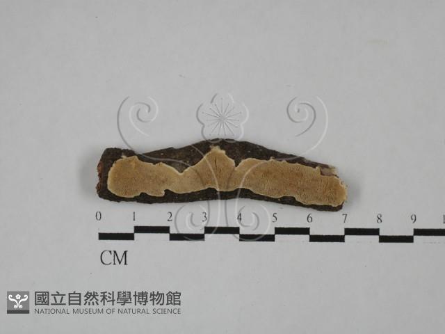 登錄號:F0013709藏品圖，第1張