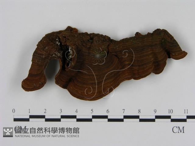 刺革菌屬藏品圖，第1張
