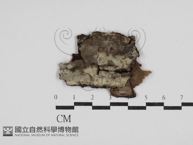 登錄號:F0030509藏品圖，第1張