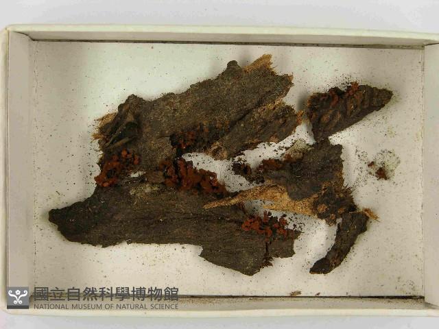 登錄號:F0021509藏品圖，第1張