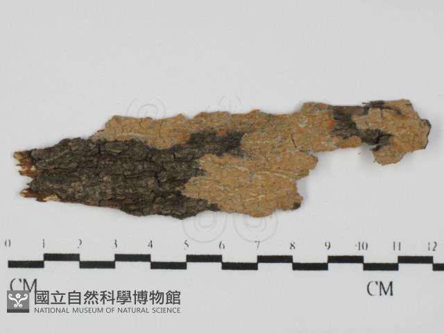 擬射脈菌屬藏品圖，第1張