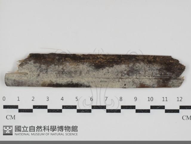 剛毛絲皮菌藏品圖，第1張