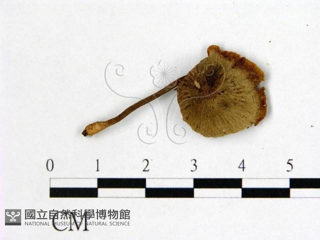 小皮傘屬藏品圖，第1張