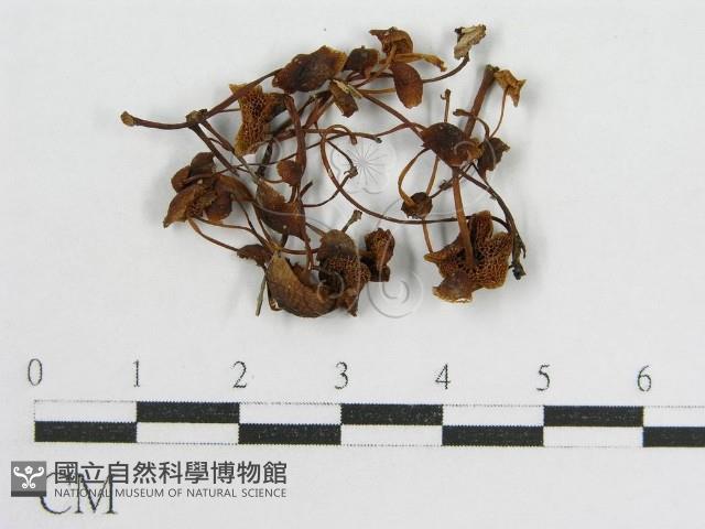 登錄號:F0012509藏品圖，第1張