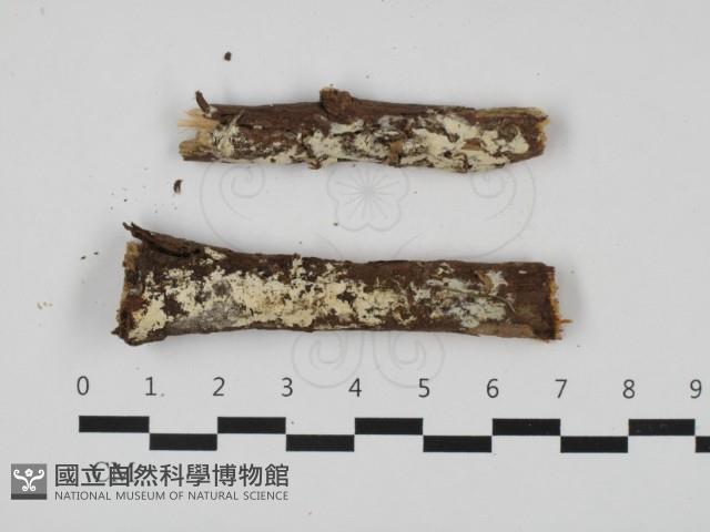 Accession Number:F0032509 Collection Image, Figure 1, Total 2 Figures