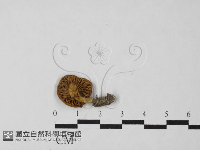 登錄號:F0027509藏品圖，第1張