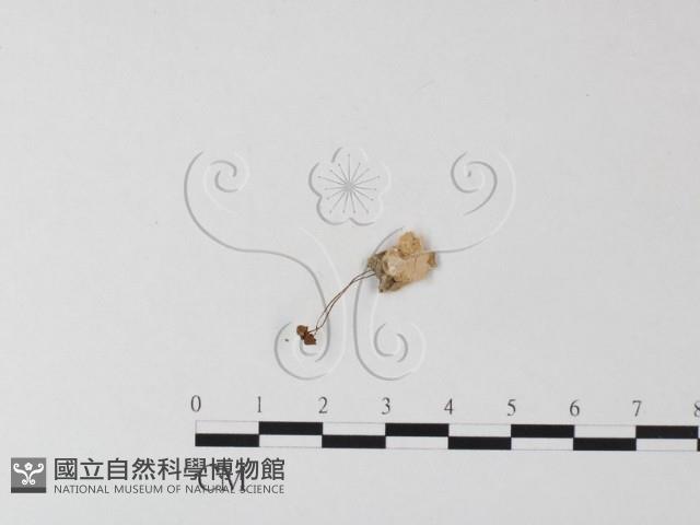 登錄號:F0023509藏品圖，第1張