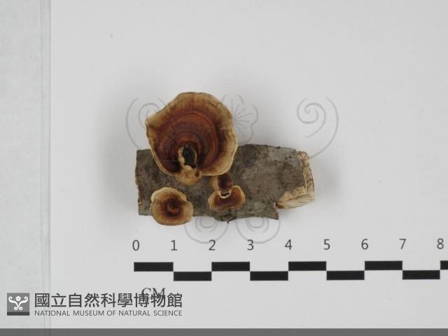 相鄰小孔菌藏品圖，第1張