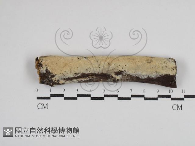 登錄號:F0030309藏品圖，第1張