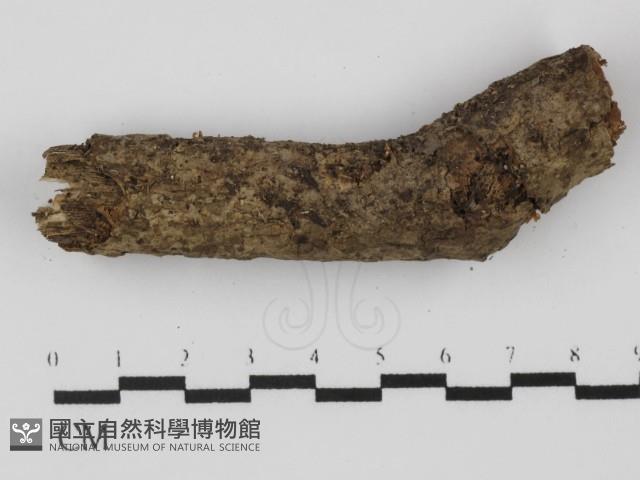 登錄號:F0031309藏品圖，第1張