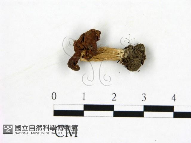 登錄號:F0022309藏品圖，第1張