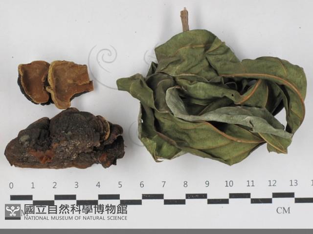 登錄號:F0033309藏品圖，第1張