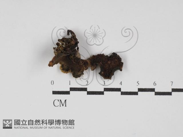 登錄號:F0030219藏品圖，第1張