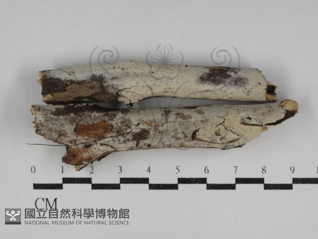 登錄號:F0031219藏品圖，第1張