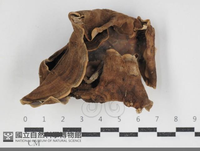 登錄號:F0034219藏品圖，第1張