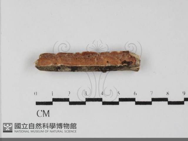 登錄號:F0032219藏品圖，第1張