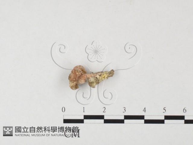 登錄號:F0023219藏品圖，第1張