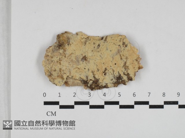粗糙孢菌屬藏品圖，第1張